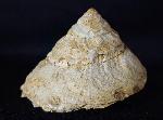 Xenophora agglutinans LAMARCK 1804 - Bild © FossNet FossilienStore